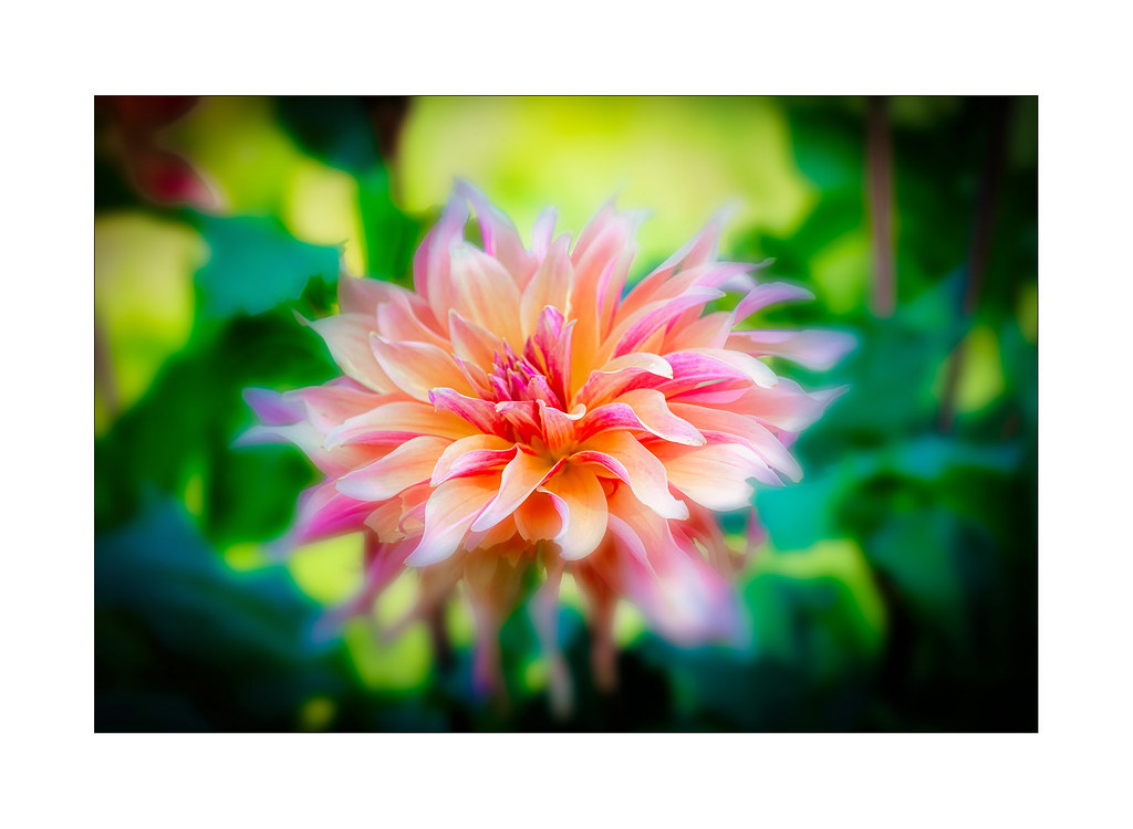 One of the last Summer Flowers in my Garden My Digital Gallery Flickr