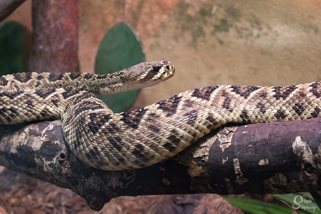 DSC_5013 Eastern Diamondback Rattlesnake, South Carolina… Flickr