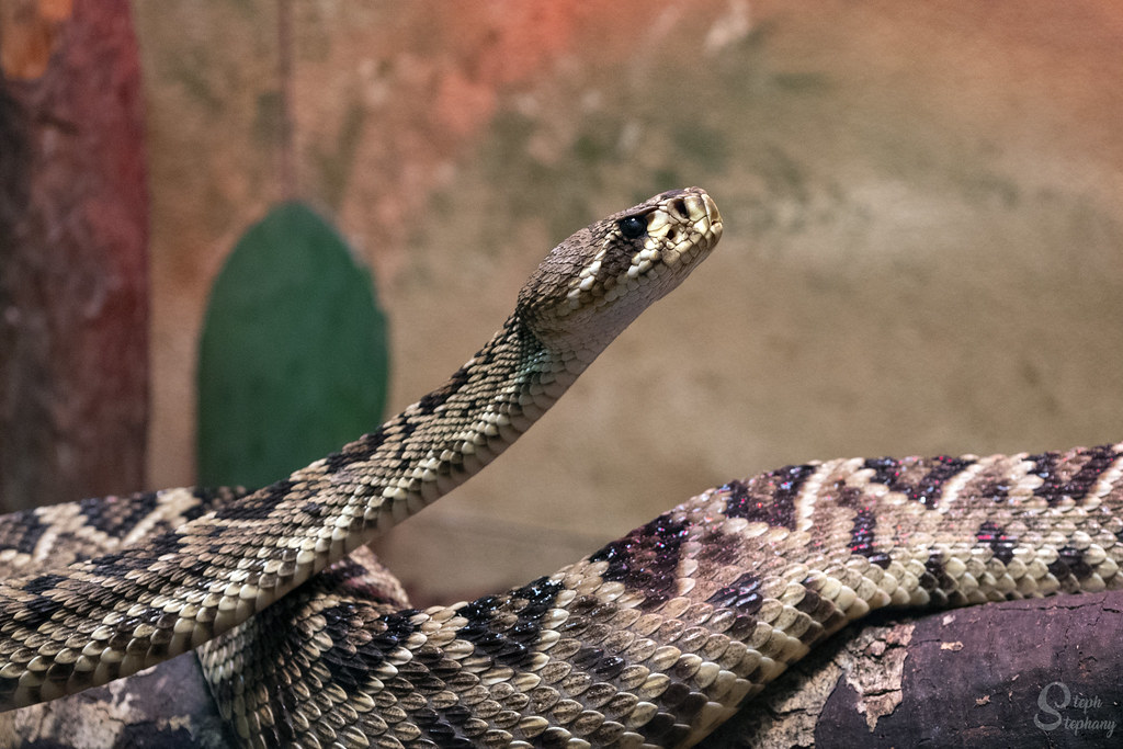 DSC_5021 Eastern Diamondback Rattlesnake, South Carolina… Flickr