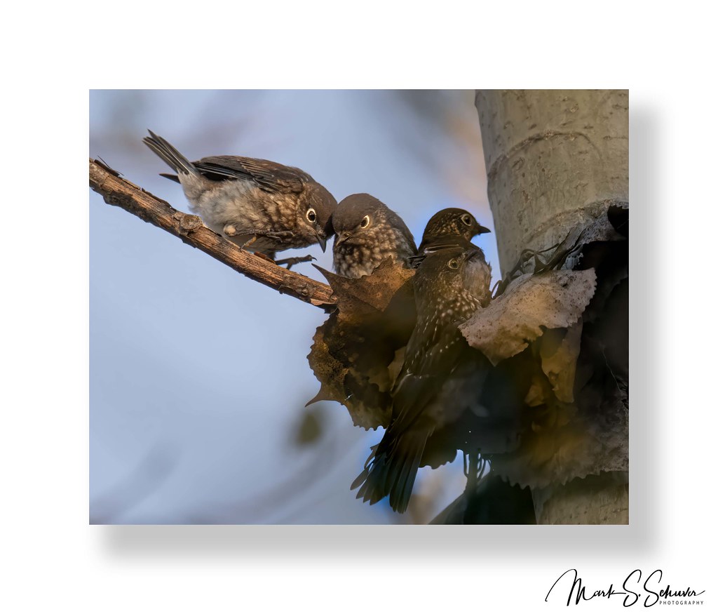 Juvenile Eastern Bluebirds at River's Edge Park Chesterf… Flickr