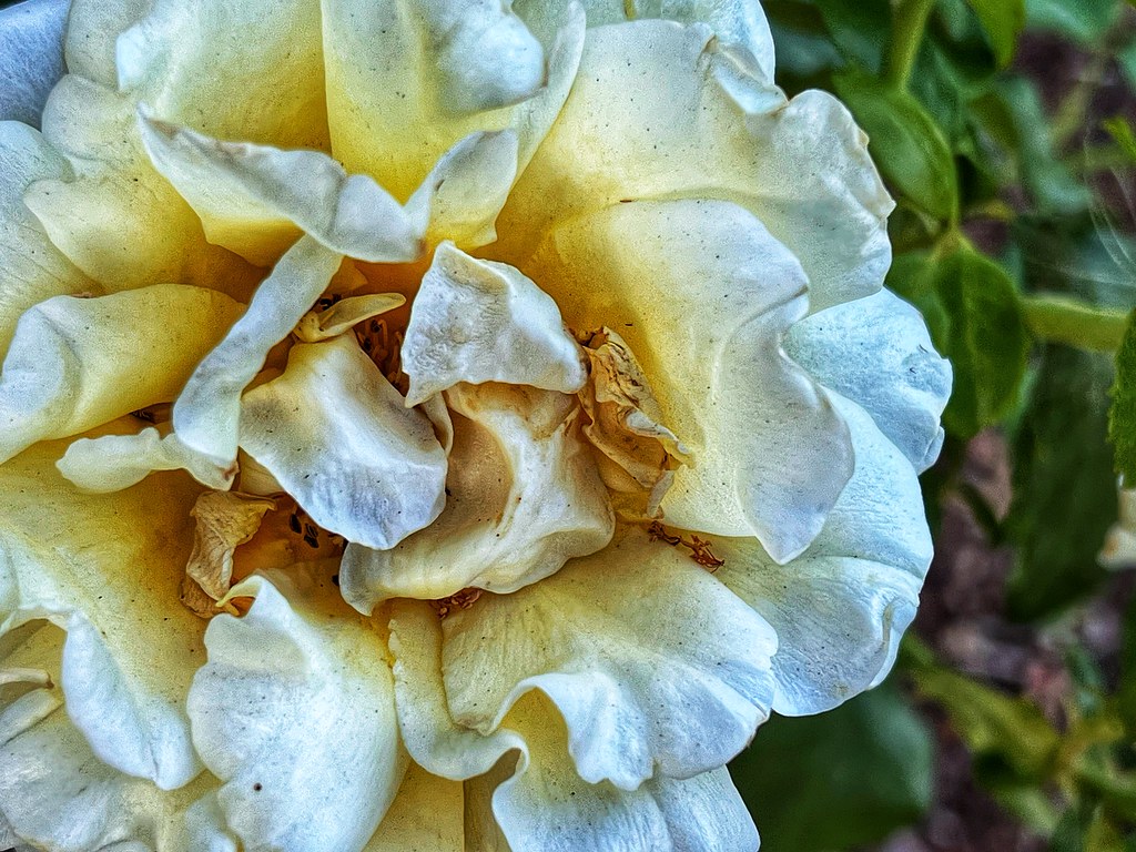 “Flowers are the music of the ground from earth’s lips spo… Flickr