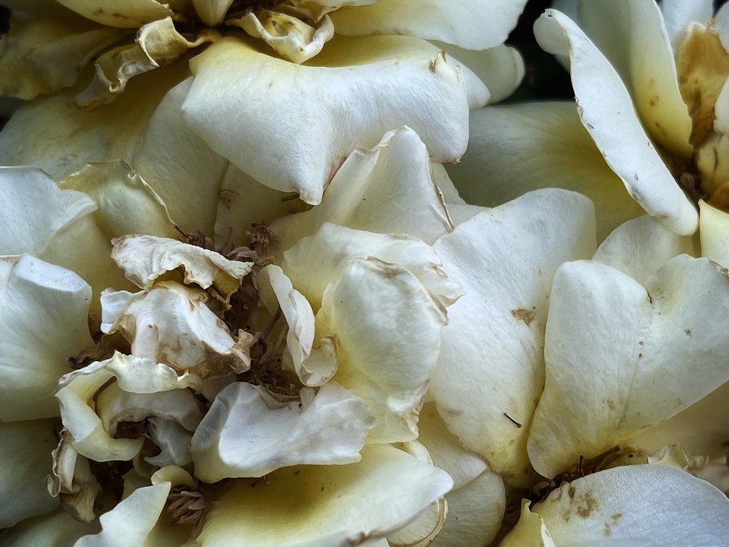 “Flowers are the music of the ground from earth’s lips spo… Flickr