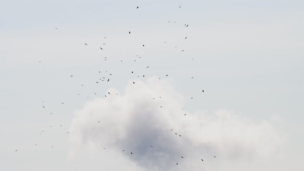 broadwinged hawk (kettle) mount watatic / ashburnham, MA Flickr