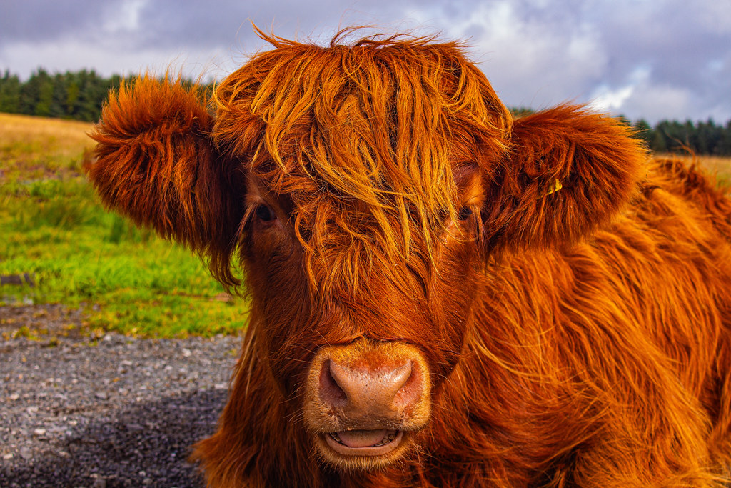 High land David Chuwen Flickr