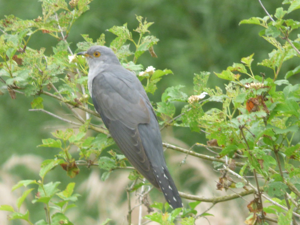 P1070029 desmet daniel Flickr