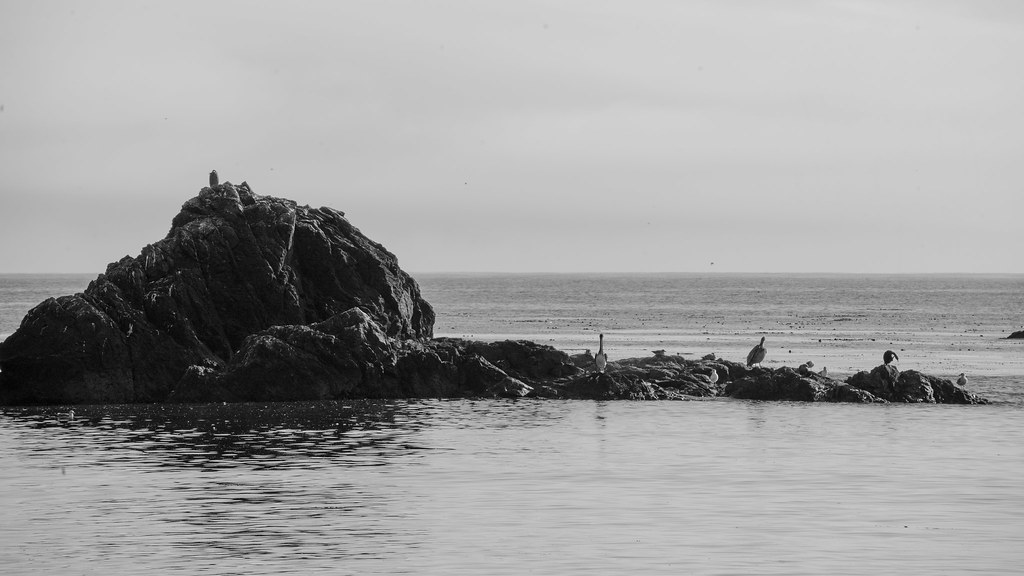 bird rock Ben Berry Flickr