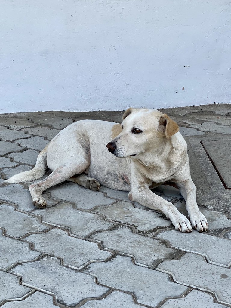 IMG_1790 Navin Sabharwal Flickr