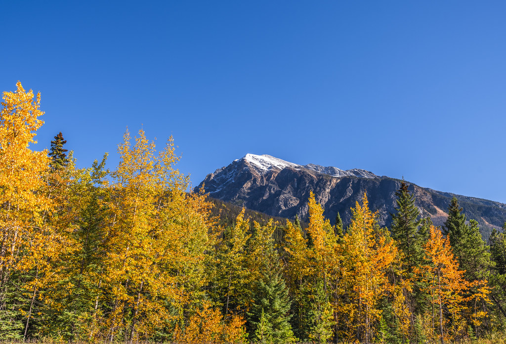 Pyramid Lake Jasper National Park Alberta Canada Autumn Aspens Fall