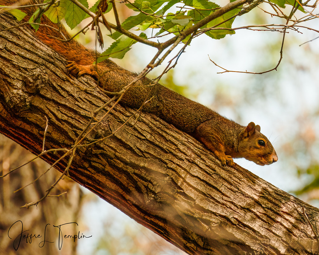 A Common Squirrel in Kansas The socalled "red squirrel." Flickr
