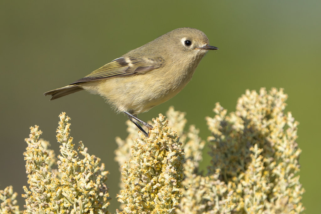 Rubycrowned Kinglet, Mud Lake, ID 2023 Darren Clark Flickr