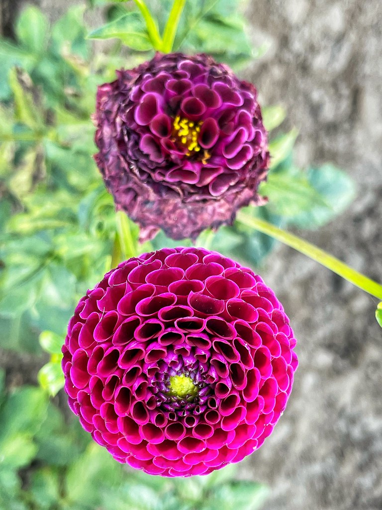 “A flower blossoms for its own joy.” ― Oscar Wilde Flickr