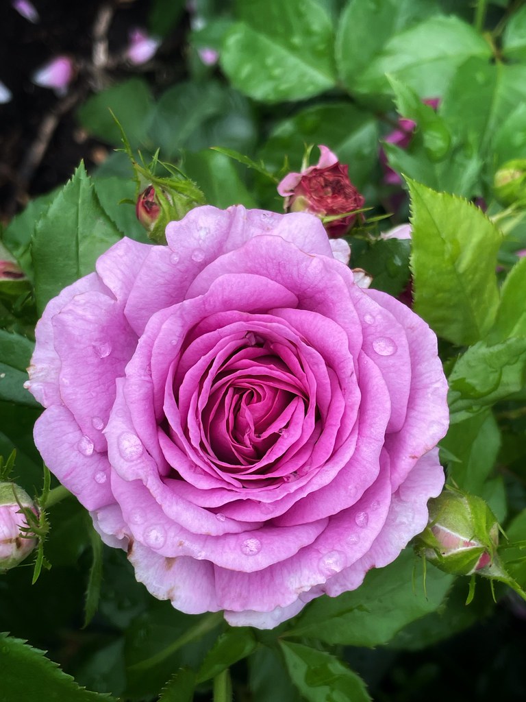 “A flower blossoms for its own joy.” ― Oscar Wilde Flickr