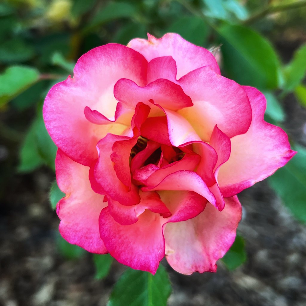 “A flower blossoms for its own joy.” ― Oscar Wilde Flickr