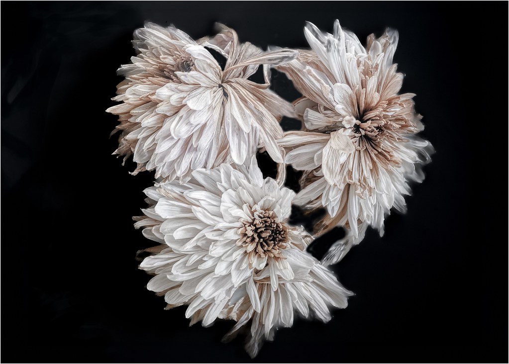 Flower art dead dahlia heads stephen frost Flickr