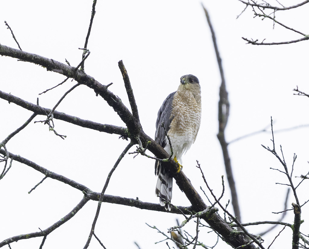 Cooper's Hawk He still has to hunt on this rainy day. John… Flickr