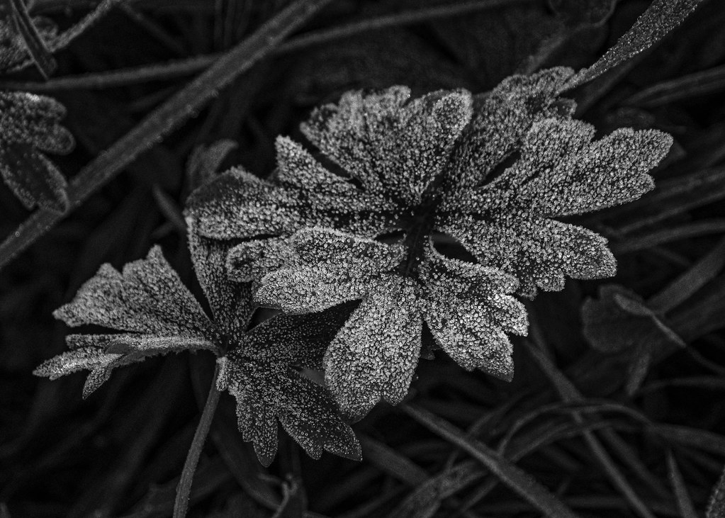 First Frost 1 Lance Maloney Flickr