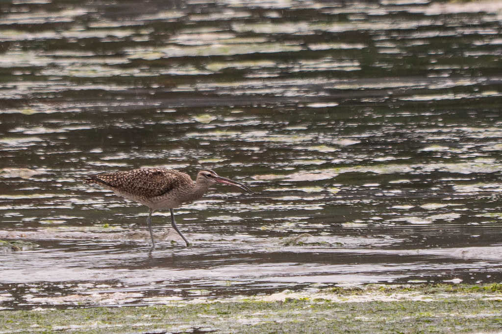 Whimbrel_P1940040EnhancedNR Driftwood Key, Hansville, Ki… Flickr
