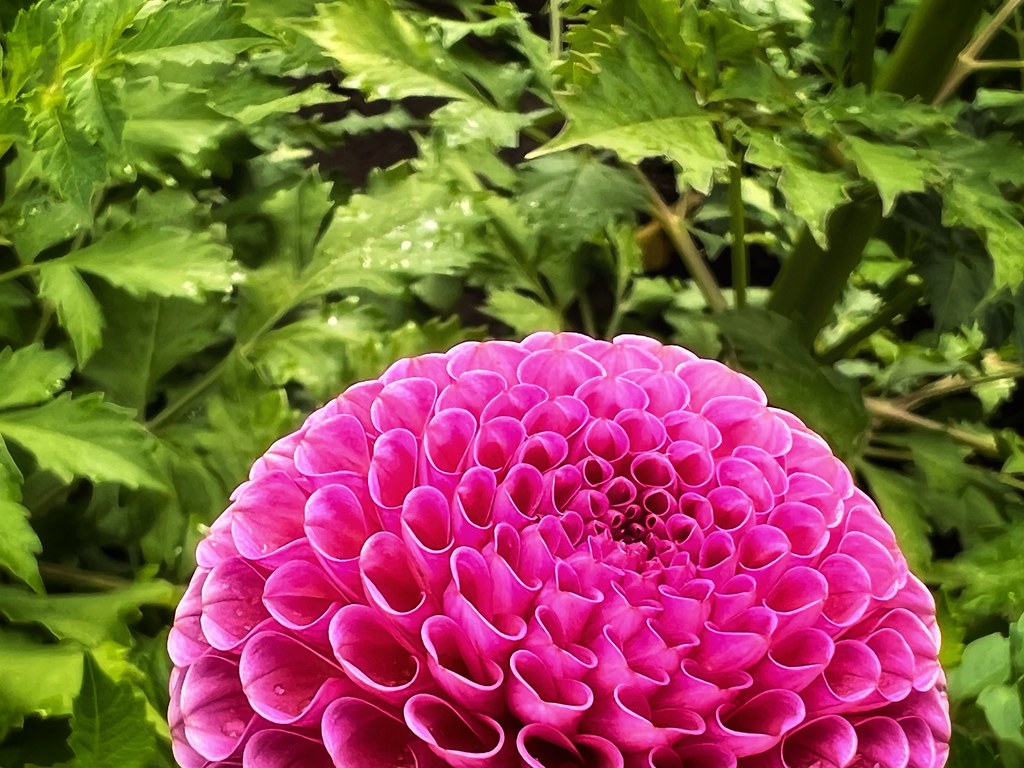 “After women, flowers are the most lovely thing God has gi… Flickr