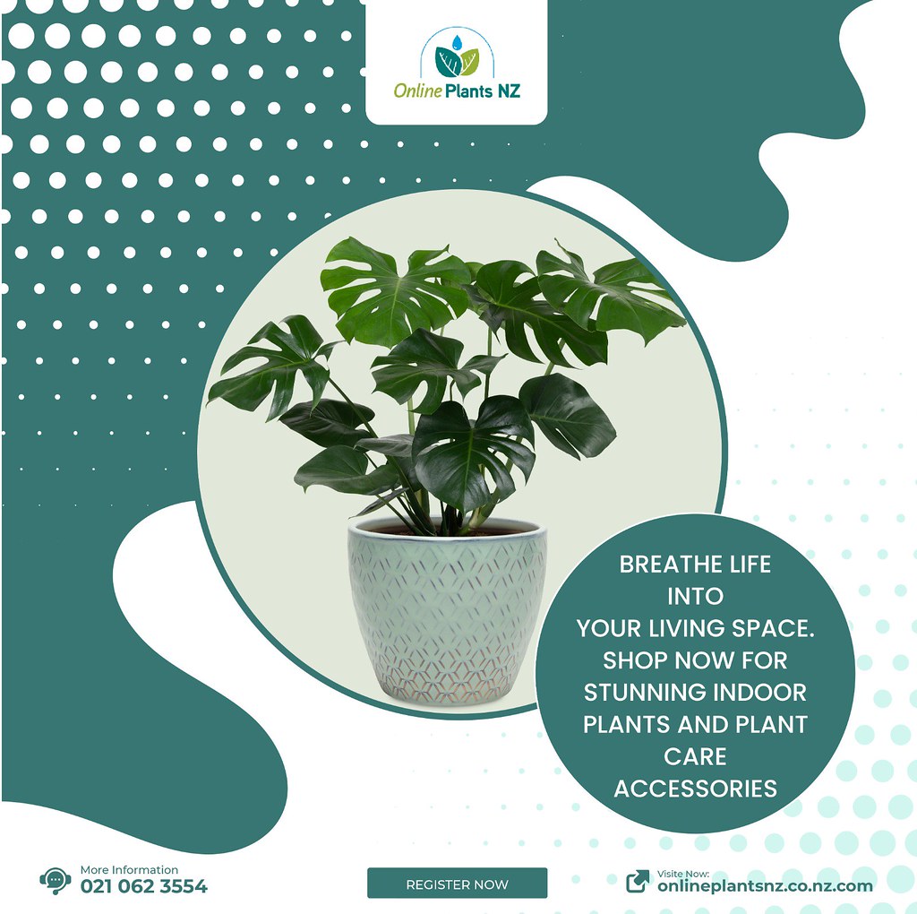 nz indoor plants nz indoor plants onlineplantsnz.co.nz/ online