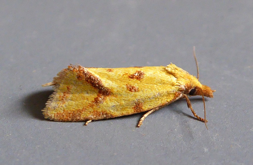 P1110823 Agapeta hamana P1110823 Frampton, Dorchester, Dor… Flickr