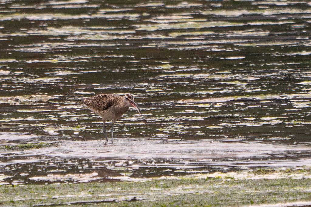 Whimbrel_P1940035EnhancedNR Driftwood Key, Hansville, Ki… Flickr