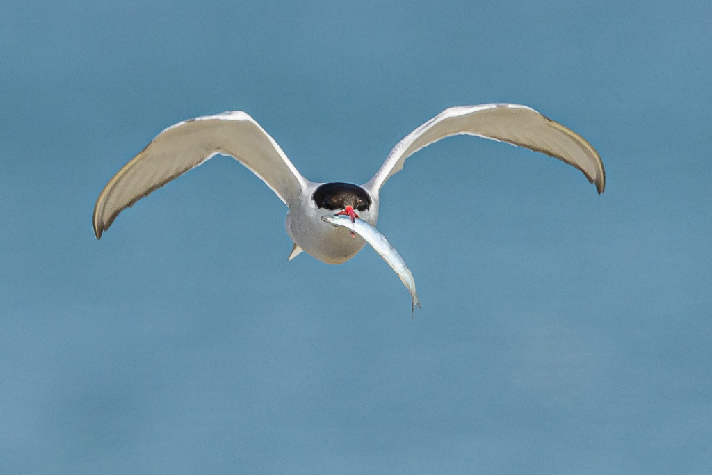 Common Tern In early July I travelled to the North West of… Flickr