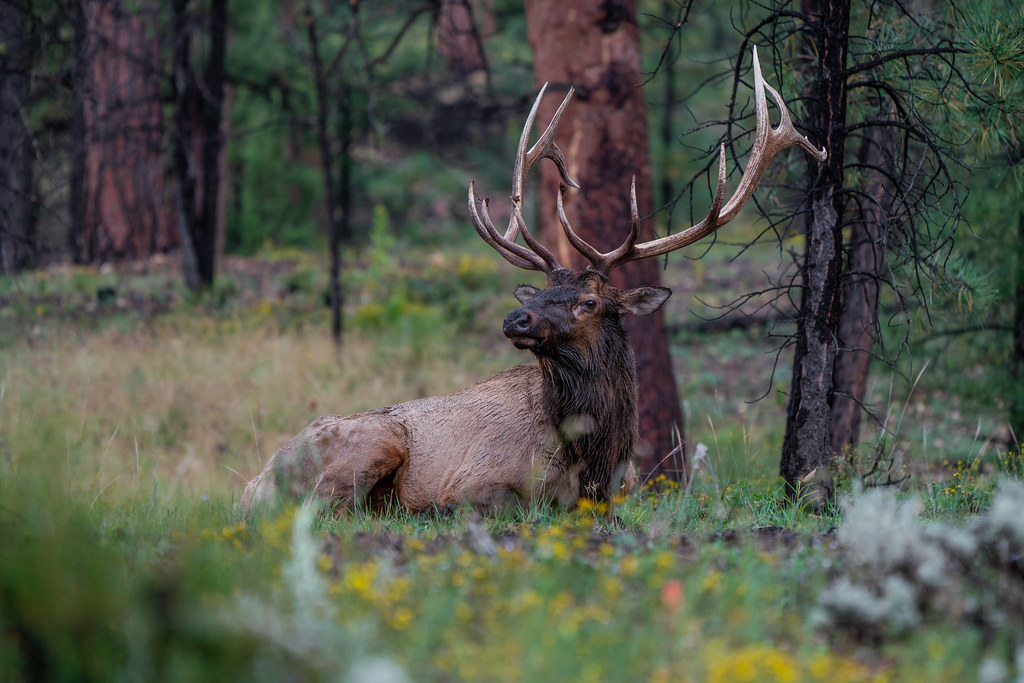 Rocky Mountain Elk, Kaibab National Forest, Az. Richard Flickr
