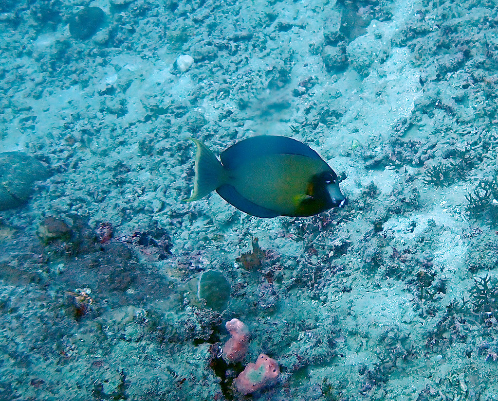 P8180964 Bernadette Hawkins and Russell Reinhardt Flickr