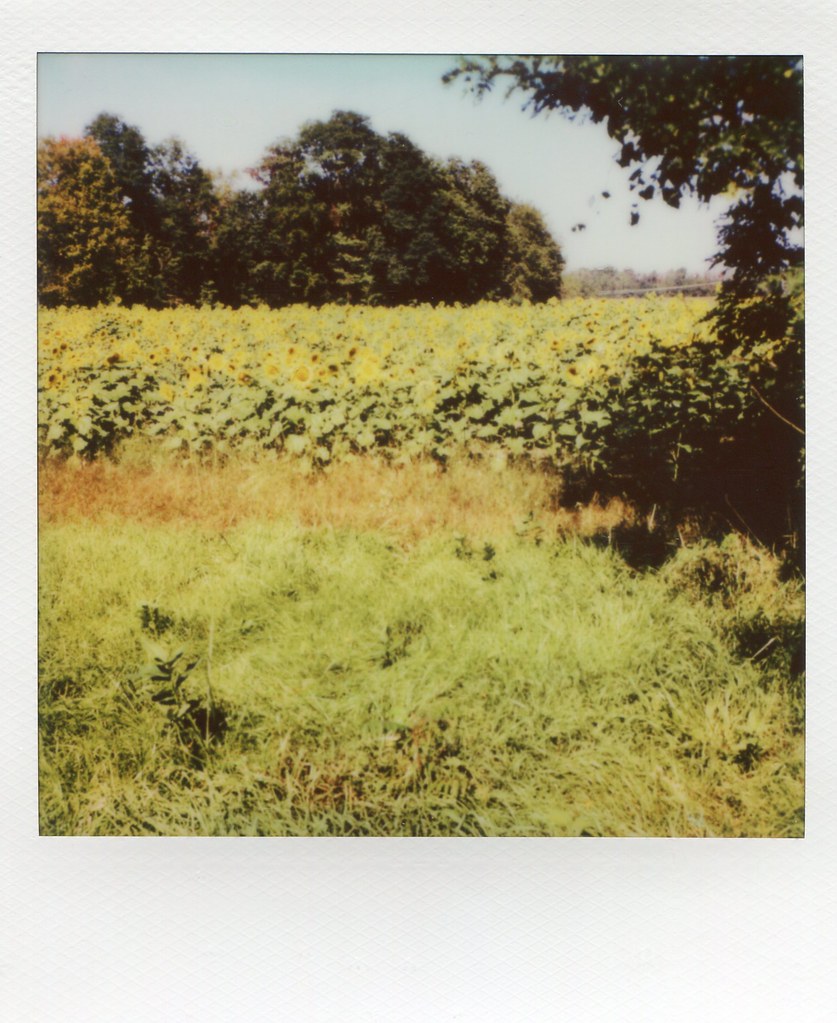 Sun Flowers Route 370 Baldwinsville, N.Y. Polaroid SX70 M… Flickr