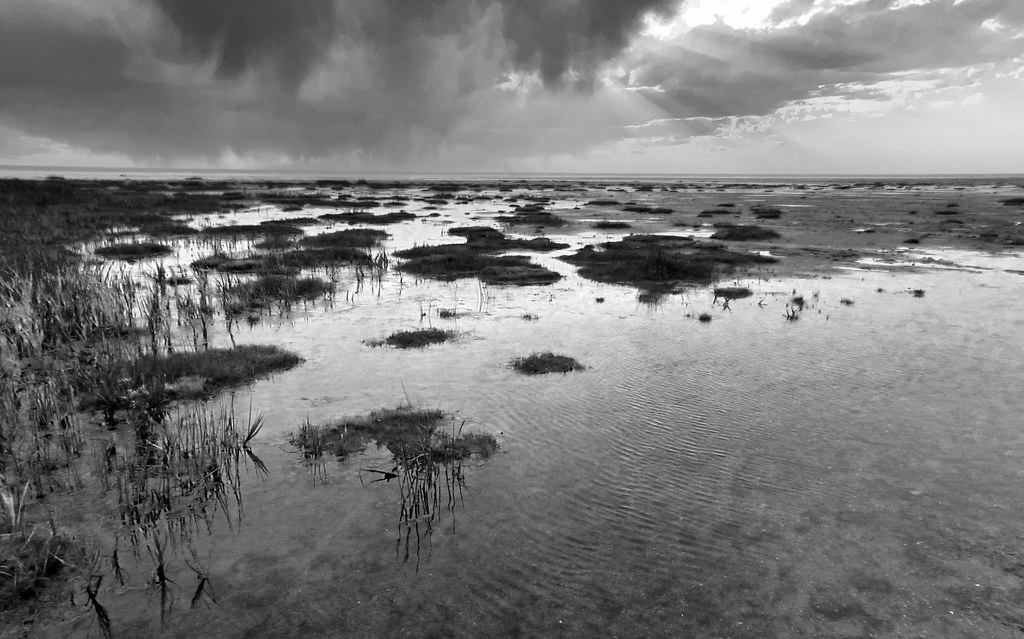 P1020727 copy 4 lens correction reed beds on the shoreline… Flickr