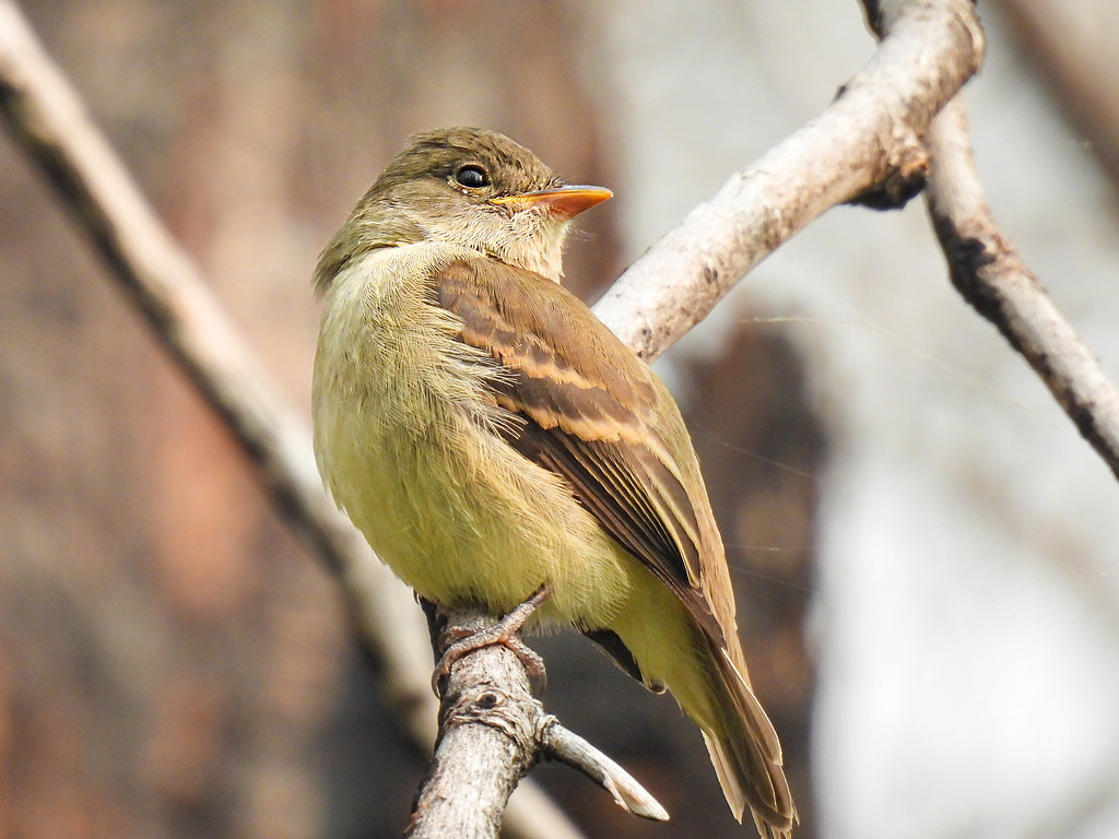Alder or Willow Flycatcher Brad Smith Flickr