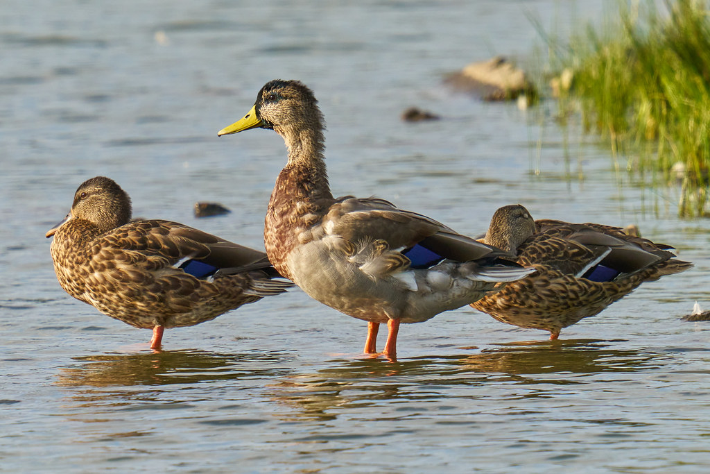 Mallard Ducks Water Works Park, Des Moines, Iowa garrity_j Flickr