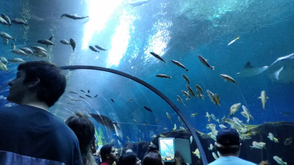 Aquarium tunnel The underwater tunnel in the Flickr