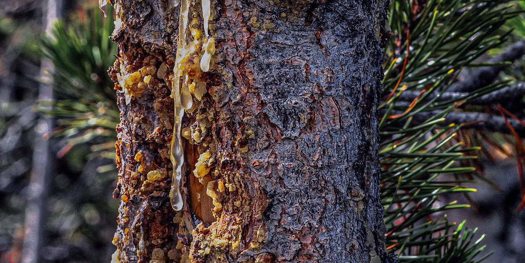 Douglas Fir Pine Sap Leak Colorado USA John Broderick Flickr