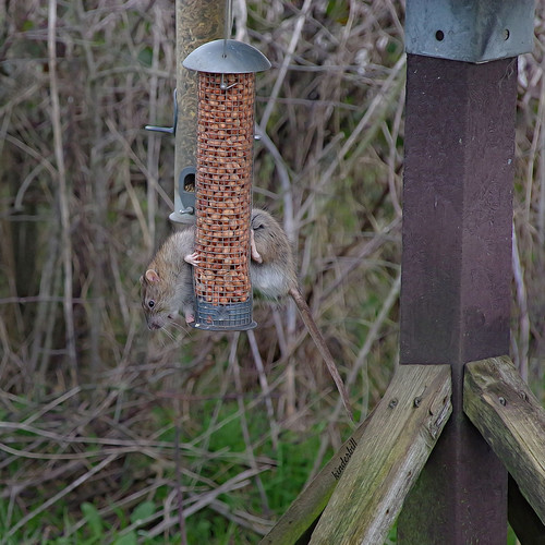 Rat Feeder! Thurrock Thameside Nature Park. Mucking .Essex… Bill