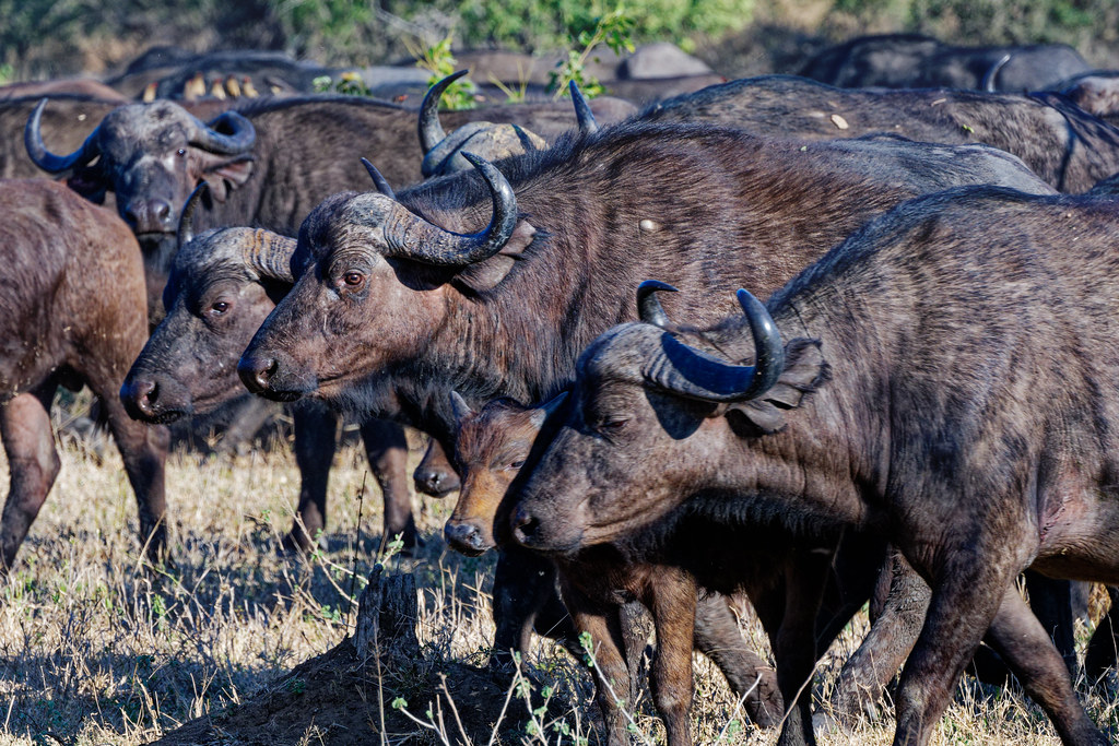 Cape Buffalo at Arathusa3 John Alexander Flickr
