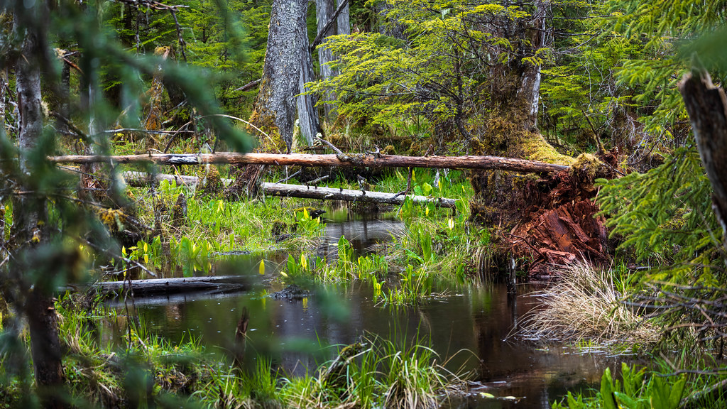 Road from Terrace to Prince Rupert British Columbia, Canad… Flickr