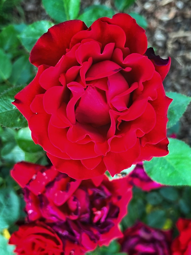 "The flower that blooms in adversity is the most rare and … Flickr