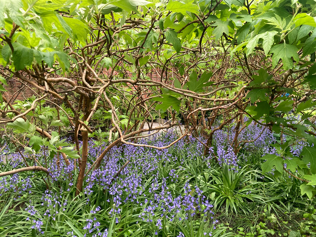 At the Barrow Street Garden More formally known as The Gar… Flickr