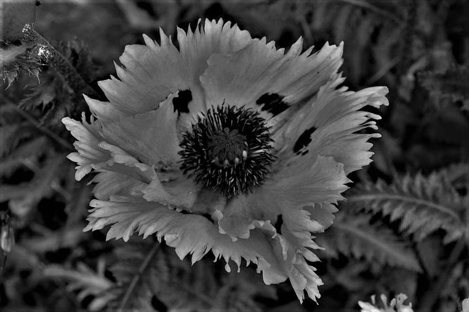 Black & White, Flowering Plant. A flower, sometimes known … Flickr