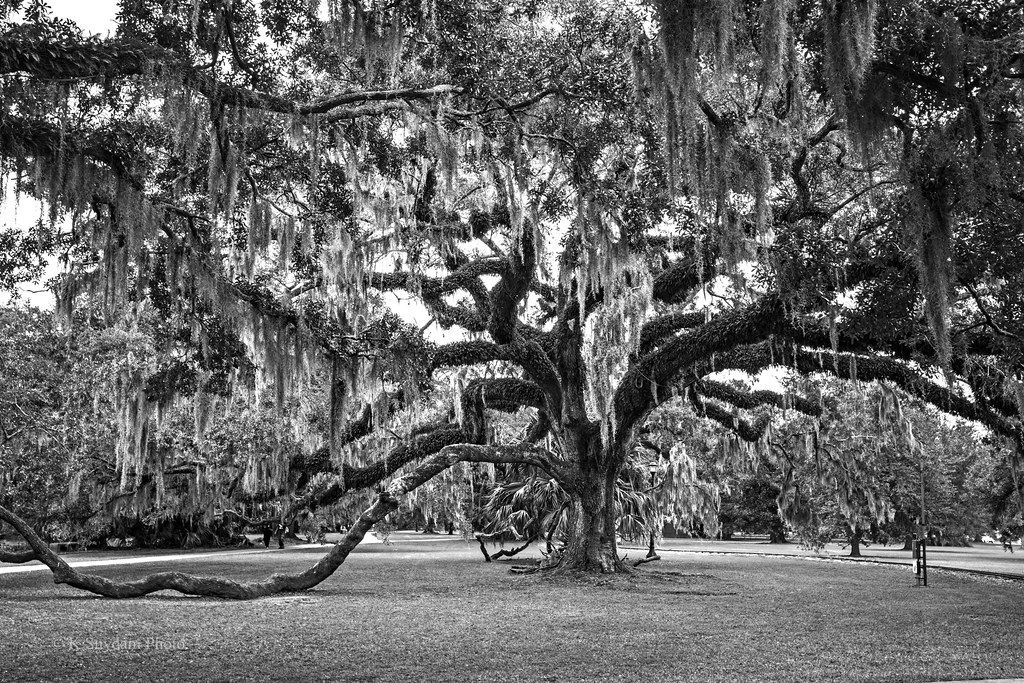 Live Oak, City Park, New Orleans IMG_8249r2 City Park hold… Flickr