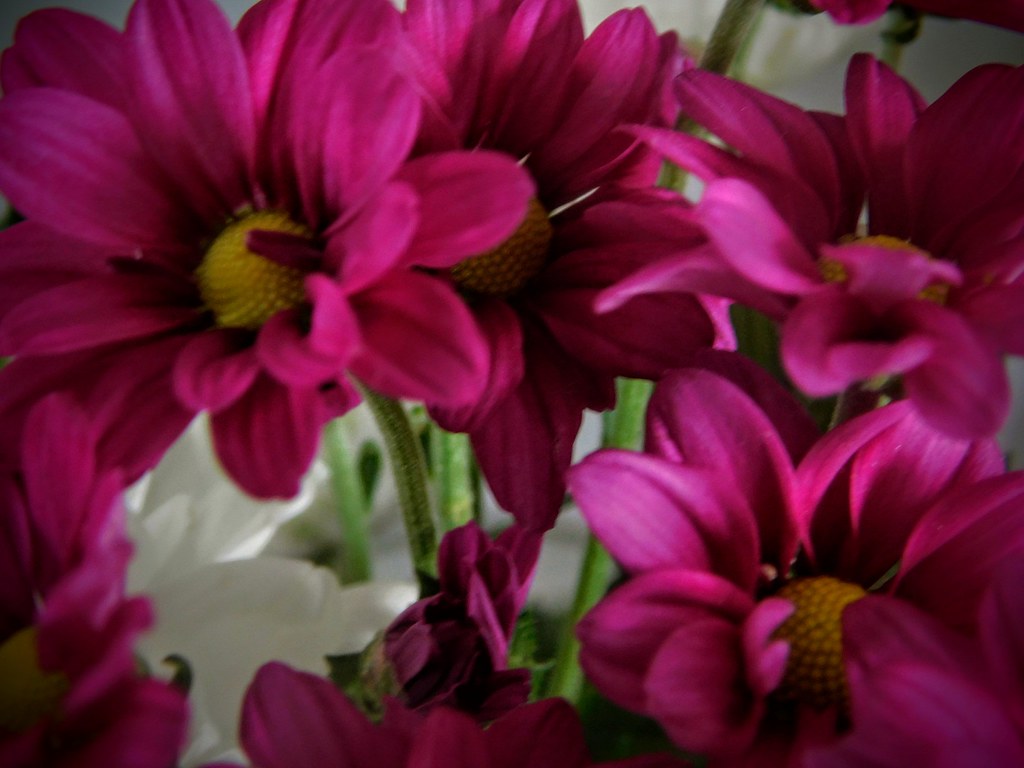 Pink flowers Lynne A Flickr