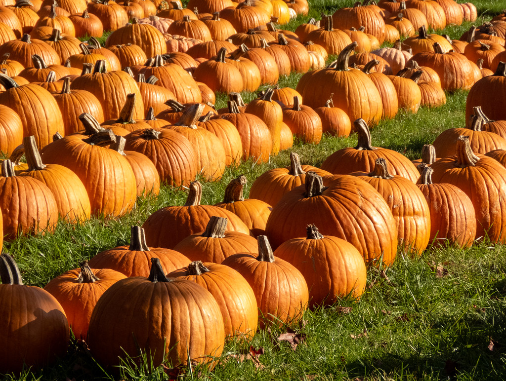 A Garden Variety Flickr