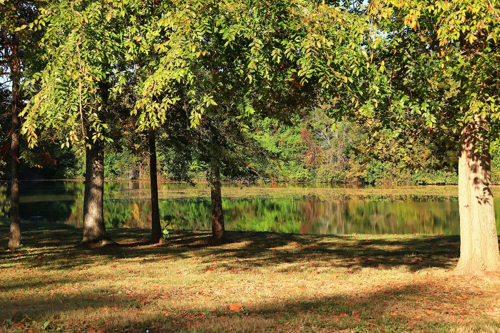 100323 THE COVE + BACKYARD HAWK Flickr