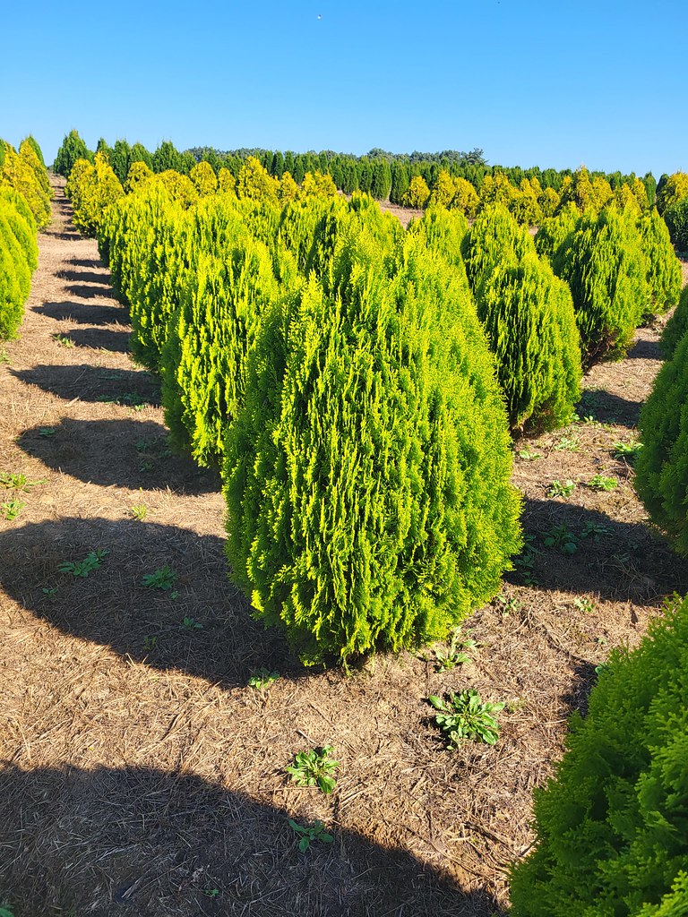 CT * Kogut Nursery 10/23 Flickr