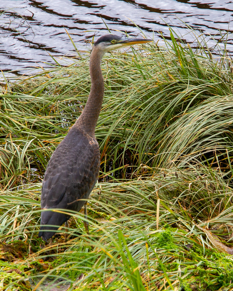 Great Blue Heron Seen in Old Sitka Historic National Park … Flickr