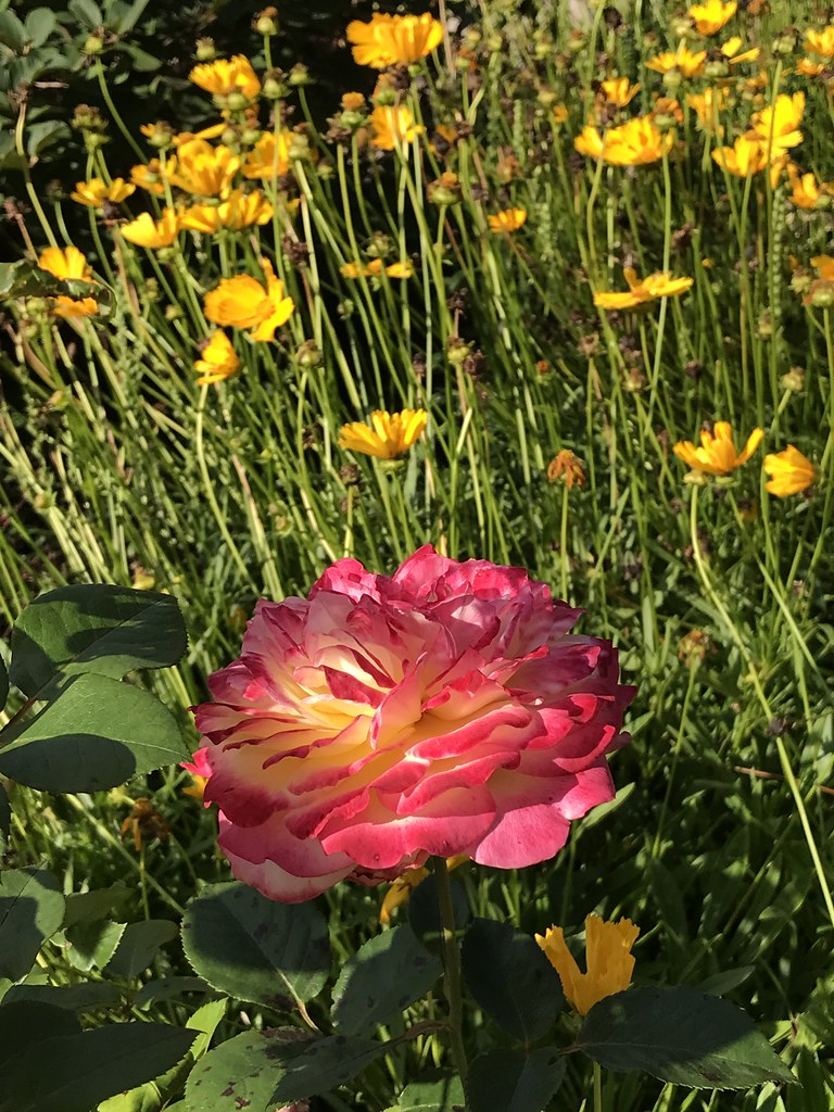 Flowers Hanna Berggren Flickr