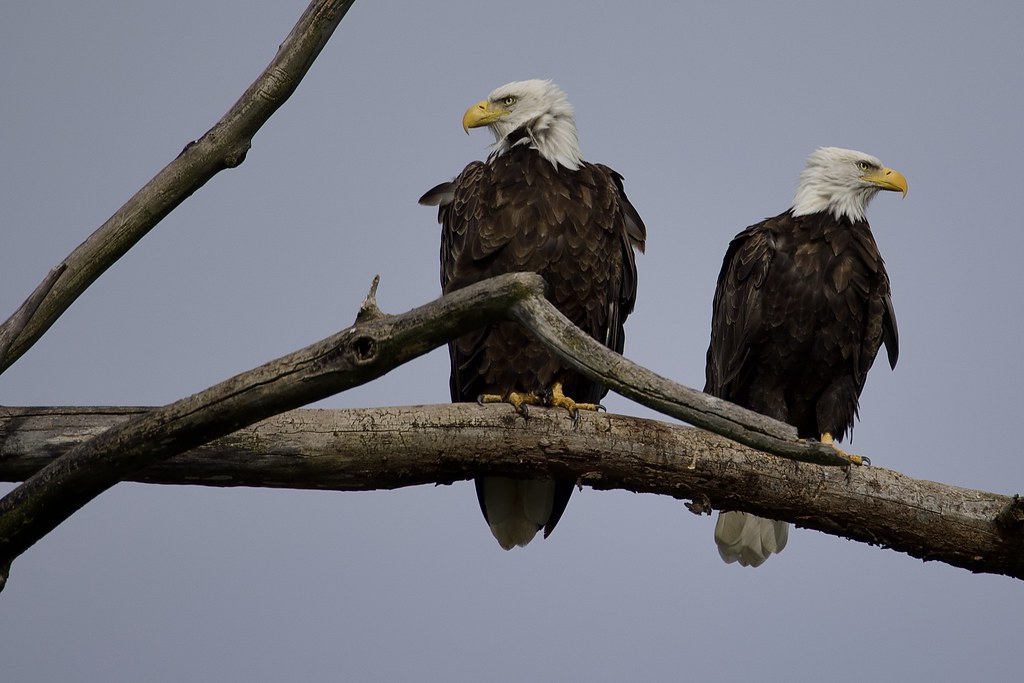 Montezuma National Wildlife Refuge Bald Eagle pair Douglas Mally
