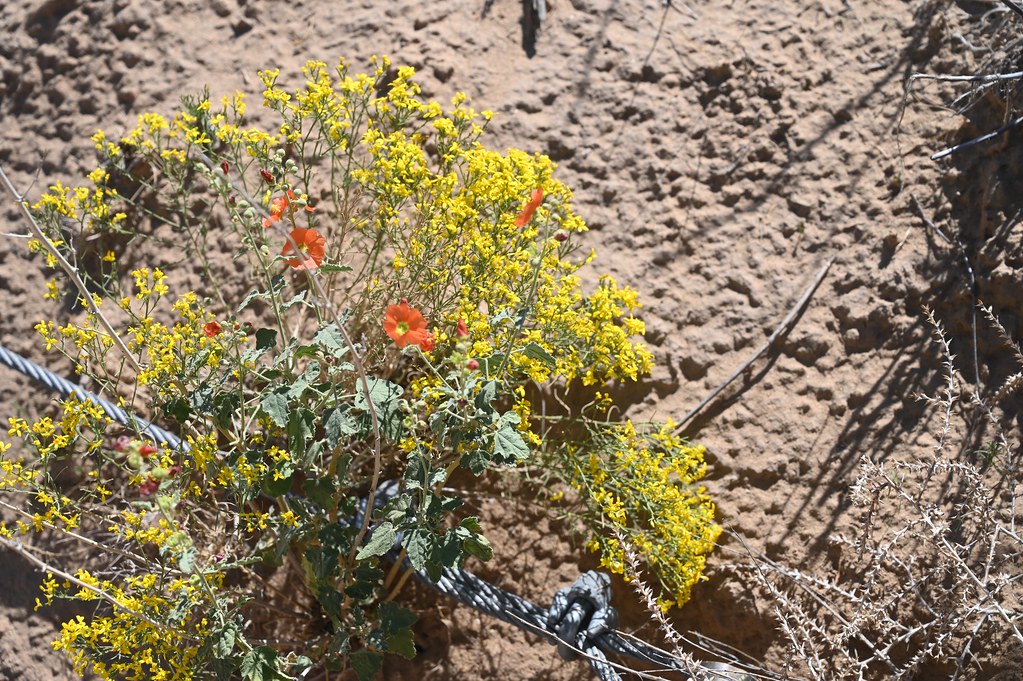 Albuquerque 160 of 241 Pretty Flowers in New Mexico Flickr