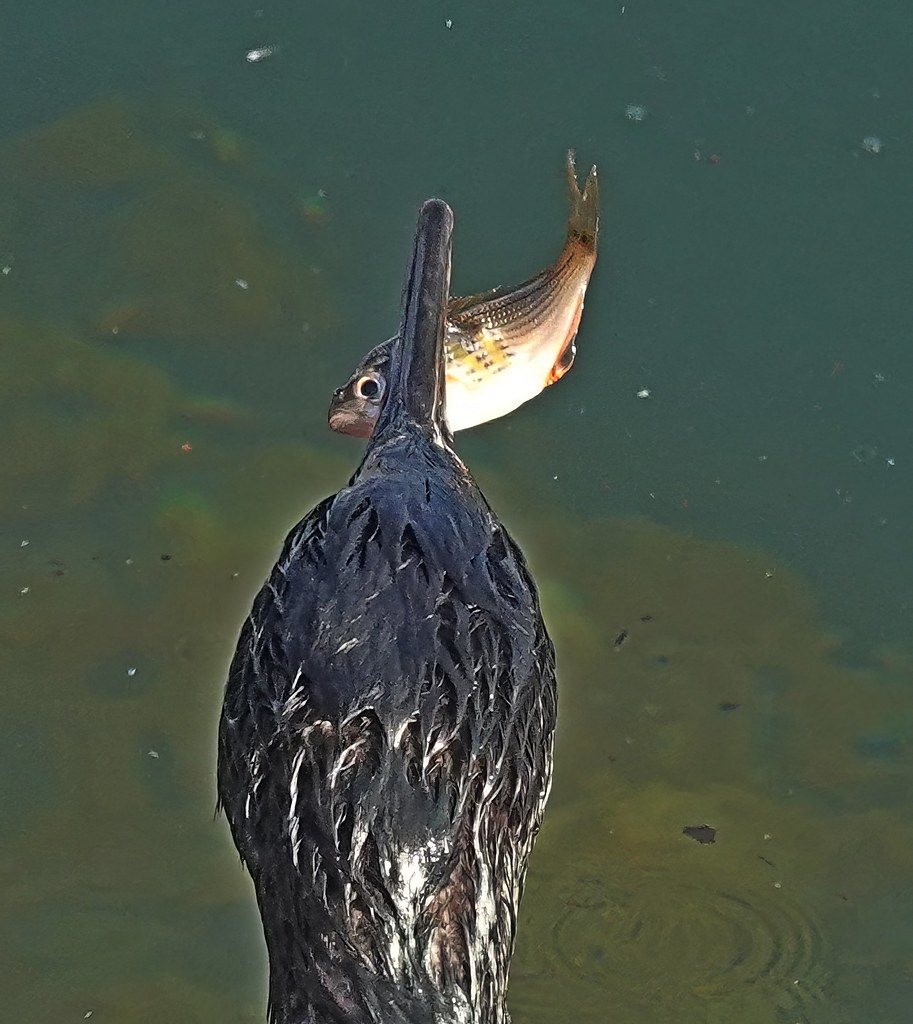 Pelagic Cormorant, Santa Barbara Harbor, CA. 01413ct Flickr